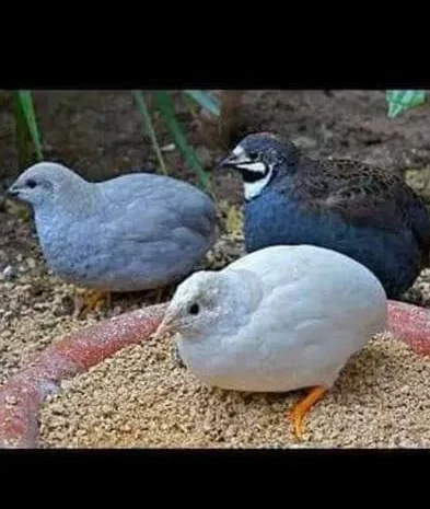 Китайские перепела.- фото № 1