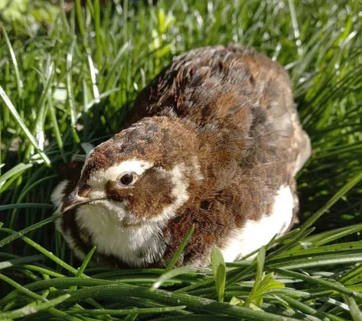 Перепела Селадон (Целадон), інкубаційні яйця- фото № 1