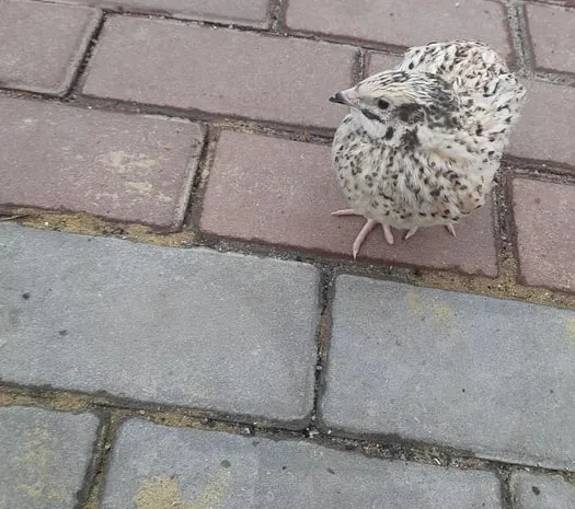 Перепела золотистый феникс- фото № 1