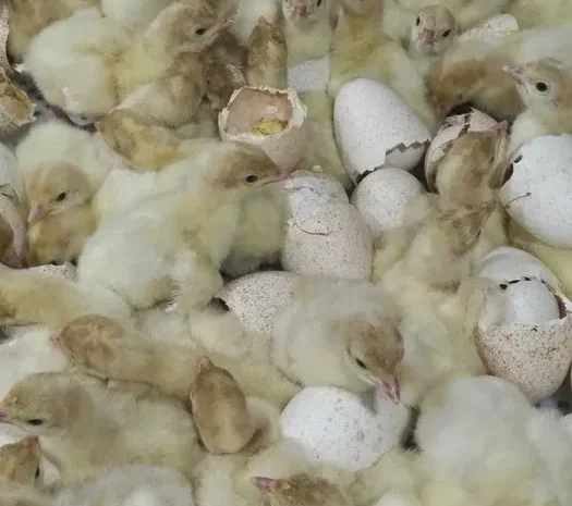 Підрощені індичата Біг-6.- фото № 1