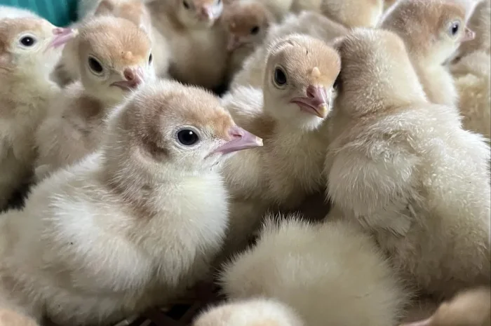 Індичата важкий крос Біг 6- фото № 1