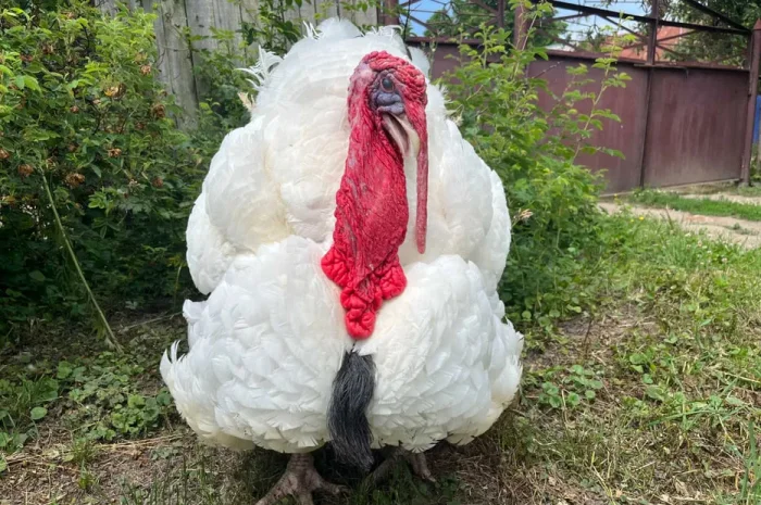 Добові індичата важкого кросу Біг 6- фото № 1