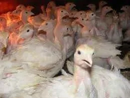 Грейд Мейкер індичата, молодняк- фото № 1