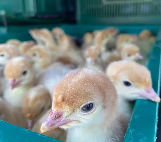 Індичата з доставкою по Україні індики- фото № 1