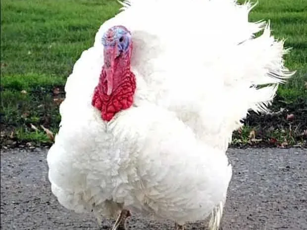 Индюшата Биг-6, крупные бройлерные индюки- фото № 1