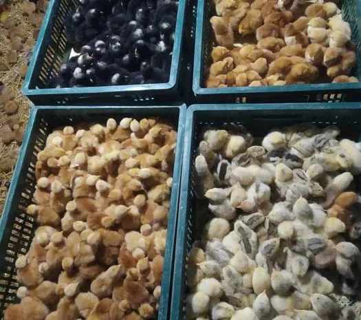 Продаю курчата, каченята, гусинята, індичата.- фото № 1