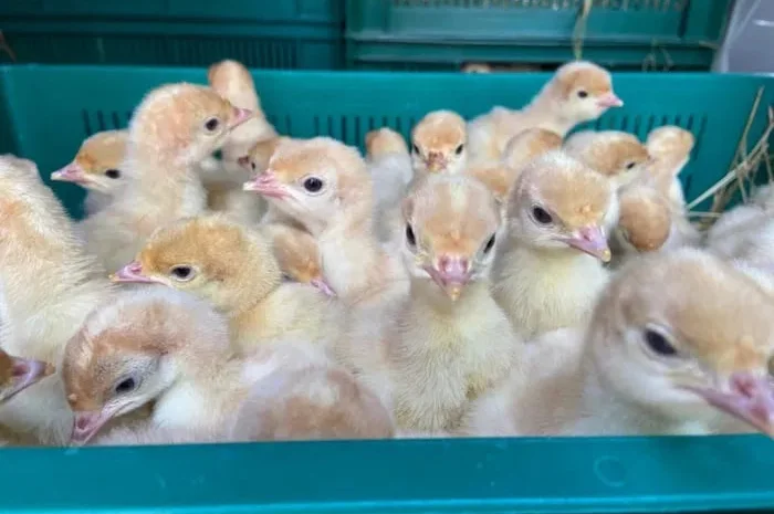 Продаю Індичата Біг 6- фото № 1