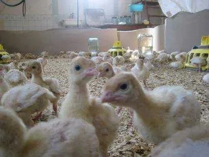 Продаю індичата Біг-6 оптом та вроздріб- фото № 1