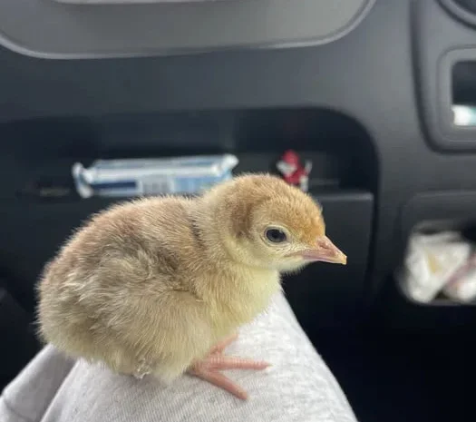 Індичата БІГ-6 з доставкою- фото № 1