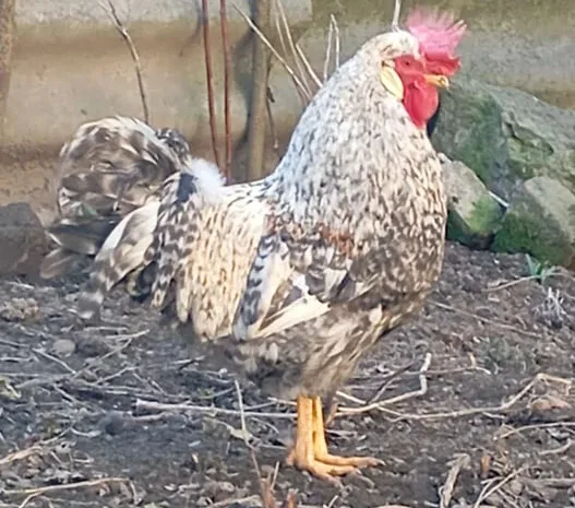 Когут легбар. Півень легбар. Кури легбар.- фото № 1