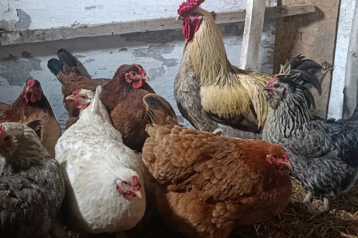 Курчата змішаних породід головна порода БРАМА- фото № 1