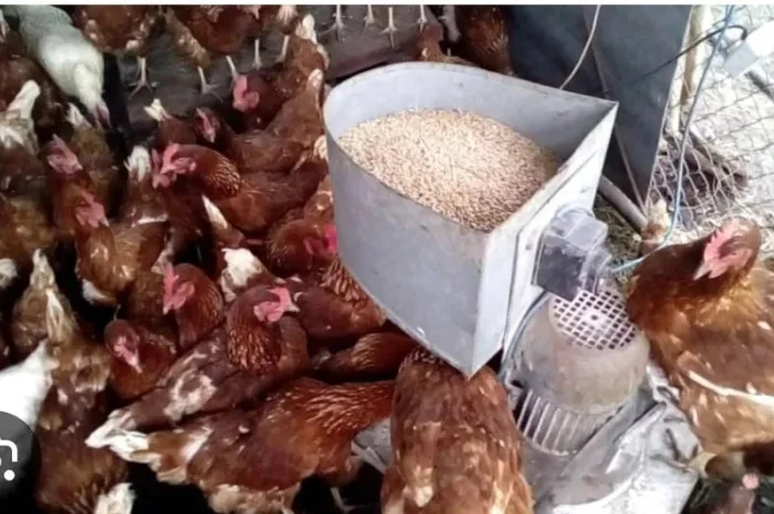 Кури не сушки Ломан Браун- фото № 1