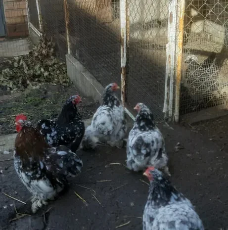Продам кури несушки! Доставка безкоштовна- фото № 1