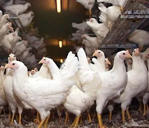 Молодые куры несушки- фото № 1