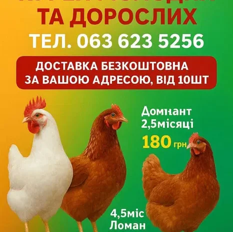 КУри несушки Кривий ріг ! доставка додому- фото № 1