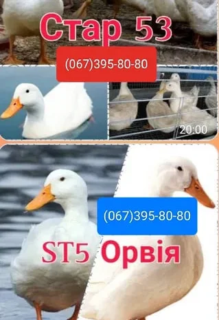 Кури на ЯЙЦЕ,Циплята,Качки,Гуси,Індичата- фото № 1