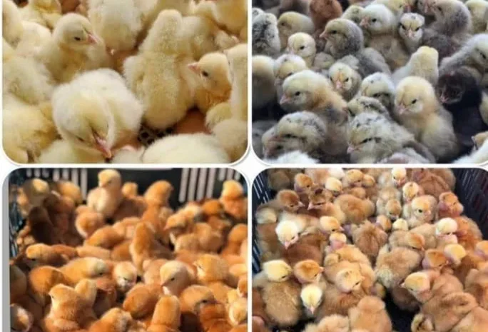 Кури на ЯЙЦЕ,Циплята,Качки,Гуси,Індичата- фото № 2