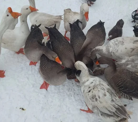 Продам домашніх гусей- фото № 1