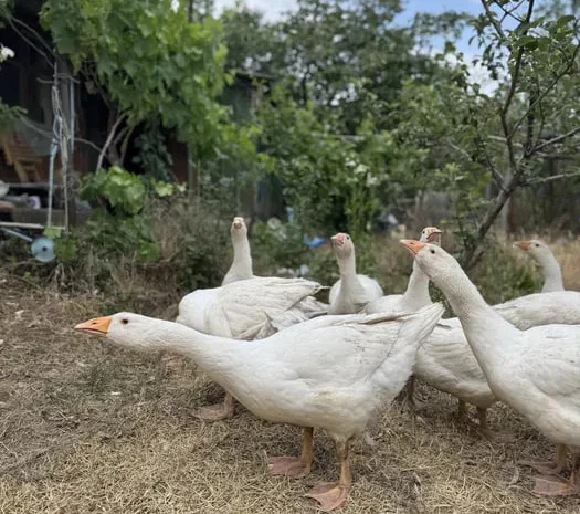 Гуси легард молодые- фото № 1