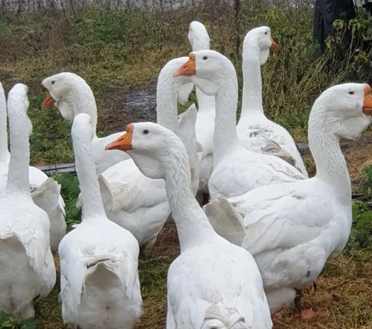 Гуси Холмогори...- фото № 1