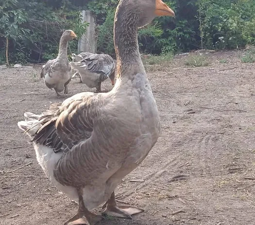 Гуси породы серая украинская четыре штуки- фото № 1