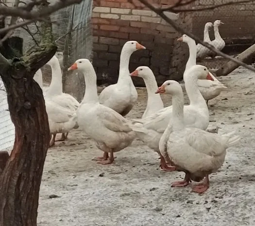 Гуси Мамути(яйце150гуся250)- фото № 1