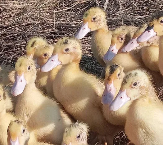 2х недельные Муларды. Утята подрощенные .- фото № 1