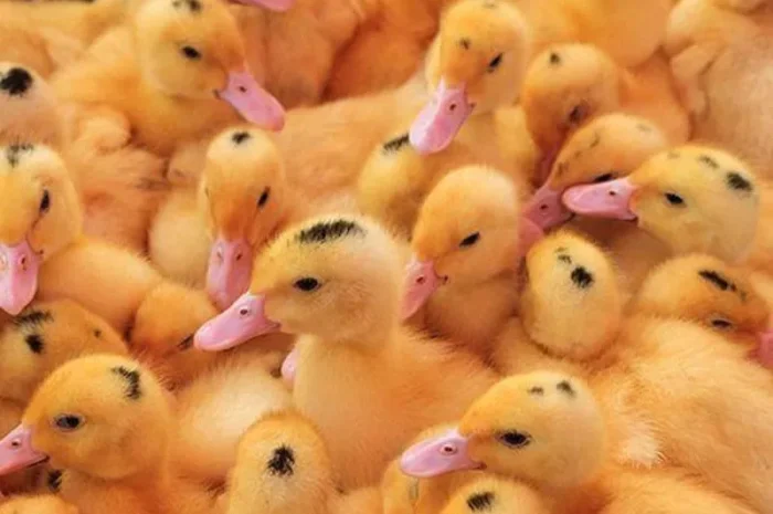 Утята Муларды 3-дневные- фото № 1