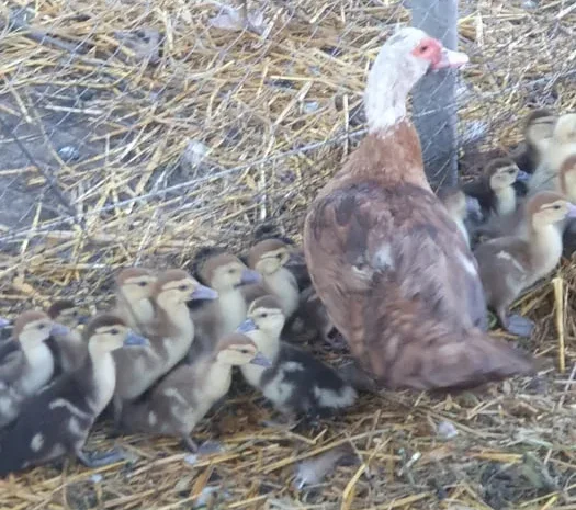 Индоутка с утятами- фото № 1