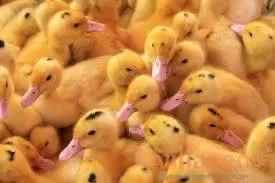 Утята Муларда, Орвия, каченята, утки, качки- фото № 1