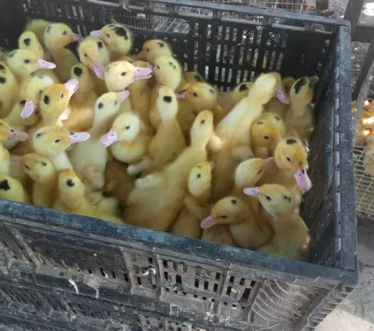 Мулард утята оптом- фото № 1