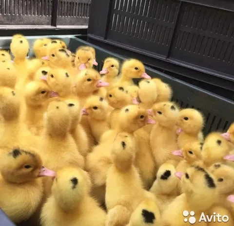 Утята Муларды 3-дневные.- фото № 1