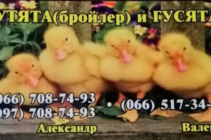 Цыплята, Утята,Гусята- фото № 1