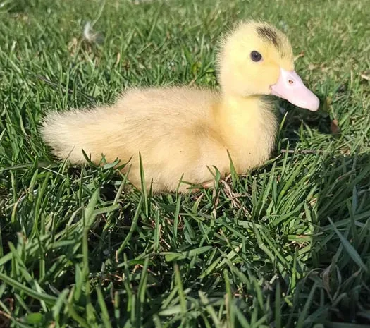 Утята качка Мулард підрощені і добові- фото № 1