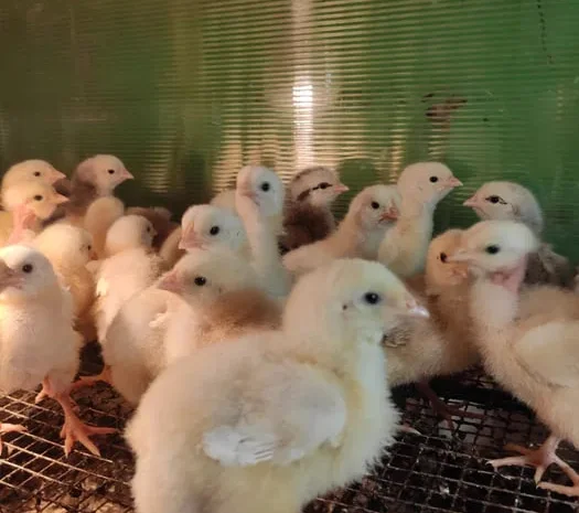 Підрощені Курчата бройлера- фото № 1