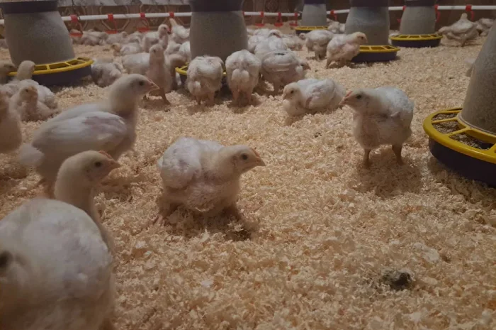 Курчата бройлер Кобб 500- фото № 1