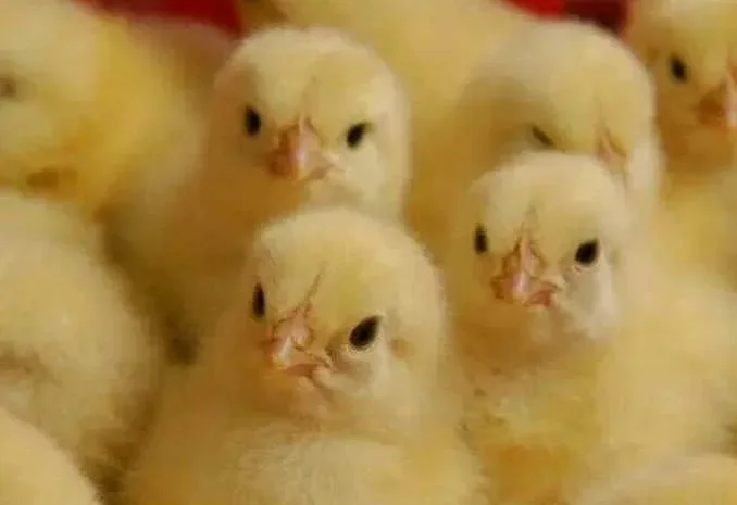 Курчата бройлери на 16.04- фото № 1