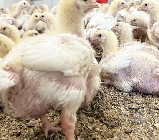 Курчата бройлери- фото № 1