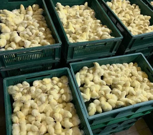 Курчата бройлерів- фото № 1