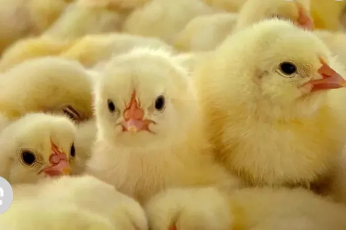 Суточный цыпленок Бройлер Кобб 500, добовi- фото № 1