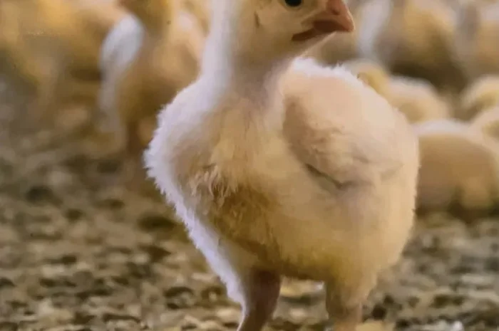 Підрощені курчата бройлер- фото № 1