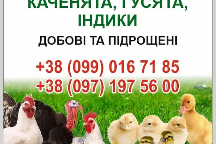 Бройлери ,курчата ,каченята ,густа,індики.- фото № 1