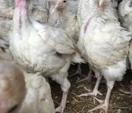 Бройлерний індик опт та роздріб- фото № 1