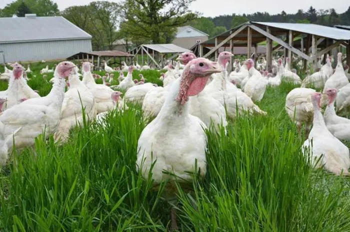 Індики (индюшата) Біг-6, Редбро, Майстер Грей,- фото № 1