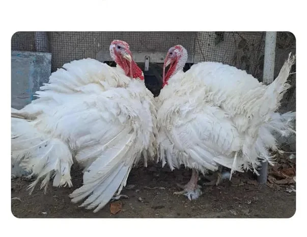 Добовий бройлер, геркулес,гуси, індики- фото № 1