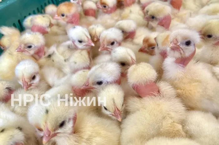 Добовий бройлер, геркулес,гуси, індики- фото № 2