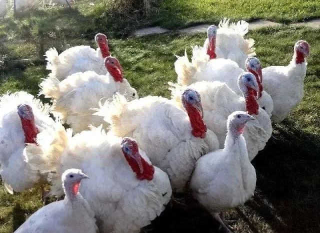 Продам індики бройлери- фото № 1