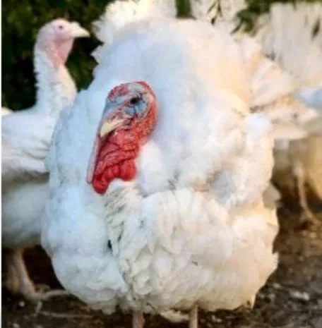 КуриДомінант,Бройлер,Індики,Гуси- фото № 1