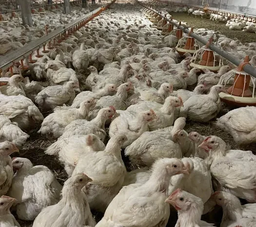 Підрощений бройлер індик- фото № 1