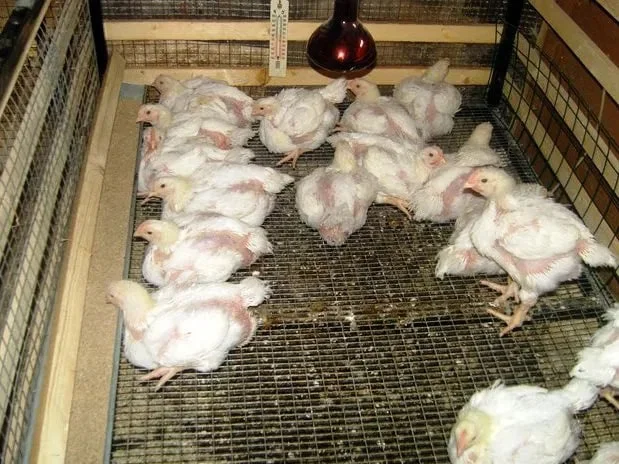 Бройлери,інші курчата,качки,гуси,індики,кури- фото № 1